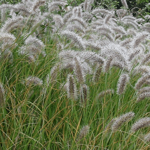 Des images de diff�rentes plantes